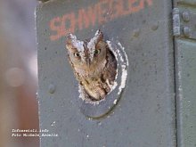 Eurasian Scops Owl Otus scops. Picture by Michele Arcella